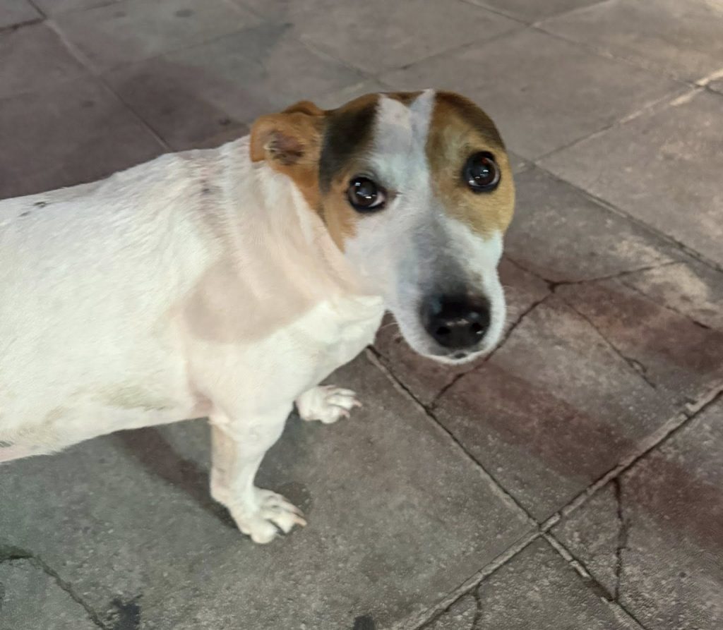 Βρέθηκε Jack Russel στην Θηβών στο Περιστέρι